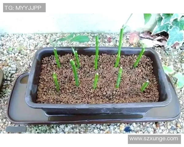 花卉种植技巧与美化环境的完美结合从家庭阳台到庭院的花卉养护指南 花卉种植技巧与美化环境的完美结合从家庭阳台到庭院的花卉养护指南